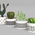Bonsai Potted Plants With White Ceramic Pots And Black Geometric Patterns