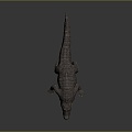 Crocodile Alligator Nile Crocodile carnivore reptile cold-blooded animal reptile reptile 3d model