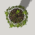 Hanging Potted Plant With Round Green Leaves In Textured White Vase