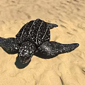 Black and White Spotted Sea Turtle Crawling on Sandy Beach Under Blue Sky