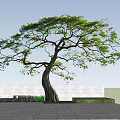 Large Curved Trunk Tree With Dense Green Foliage Under Clear Blue Sky