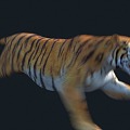 Tiger with animation 3d model