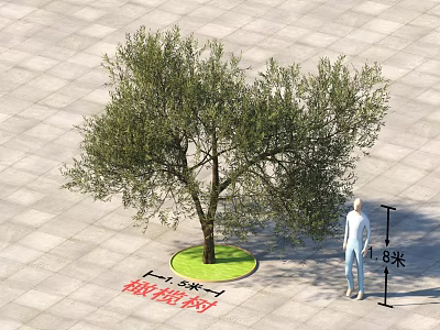 Olive Tree with Circular Green Base Standing 1.8 Meters Tall on Paved Square Tiles 3d model