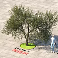 Olive Tree with Circular Green Base Standing 1.8 Meters Tall on Paved Square Tiles