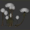 Exotic Plants With Brown Stems And White Fluffy Tops Featuring Green Fine Leaves
