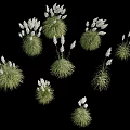 Lush Green Grass Tufts With Delicate White Flowers Arranged On Black Background
