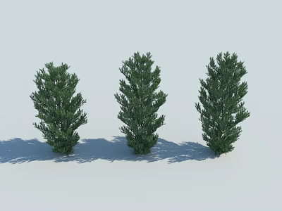 Three Green Arbor Trees With Dense Foliage On Light Background And Shadows 3d model