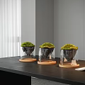 Modern Bonsai Planter With Transparent Glass Container Green Moss And Wooden Base On Dark Table