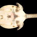 Unique Softshell Turtle With Long Neck And Brown Shell On Black Background