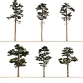 Tall Trees With Straight Trunks Lush Branches And Various Forms Isolated On White Background