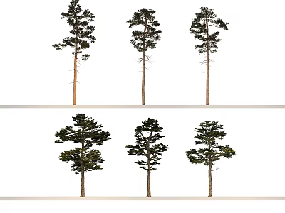 Tall Trees With Straight Trunks Lush Branches And Various Forms Isolated On White Background 3d model