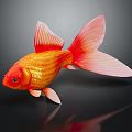 Vibrant Orange Goldfish With Large Flowing Tail Swimming On Black Background