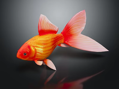 Vibrant Orange Goldfish With Large Flowing Tail Swimming On Black Background 3d model Vibrant Orange Goldfish With Large Flowing Tail Swimming On Black Background 3d model