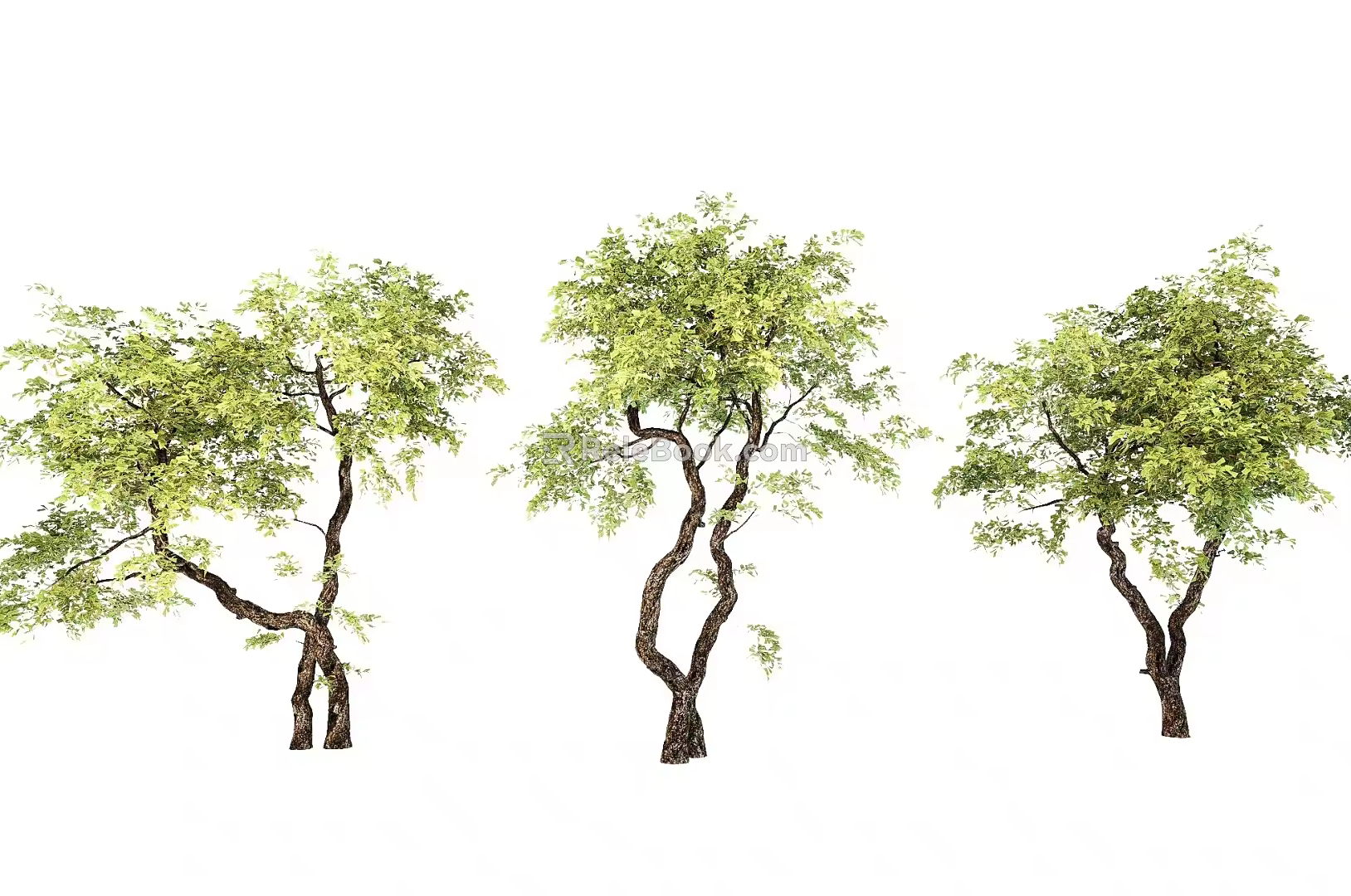 modern landscape tree yew modeling tree courtyard tree street tree greening tree 3d model