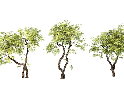 Garden Landscape Design Featuring Curved Trunk Trees With Lush Green Leaves 3d model