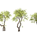 modern landscape tree yew modeling tree courtyard tree street tree greening tree 3d model