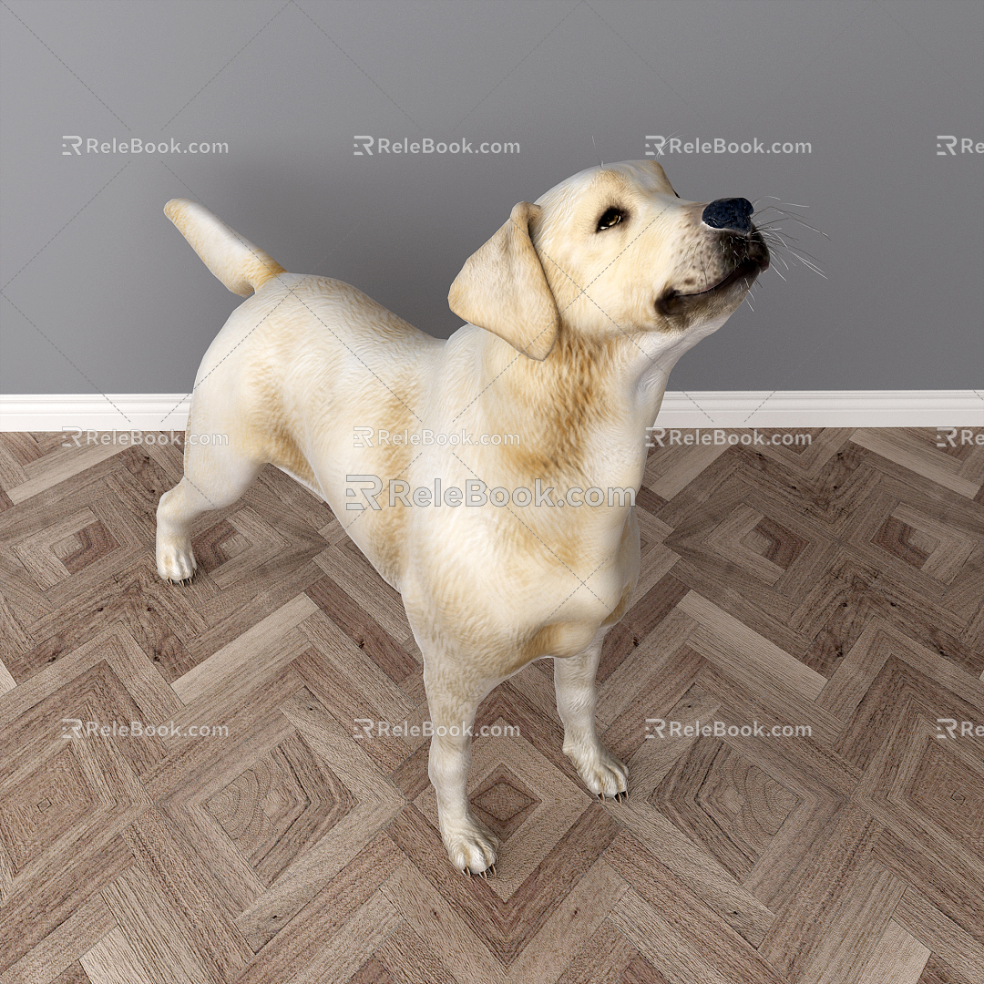 Modern dog Labrador 3d model