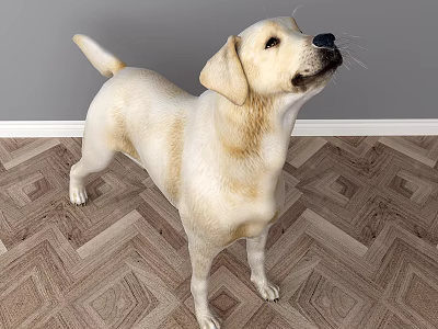 Modern dog Labrador 3d model