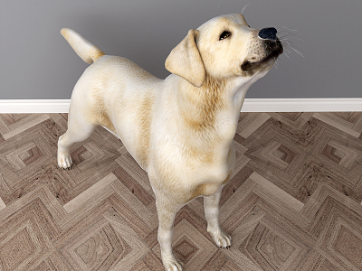 Modern dog Labrador model