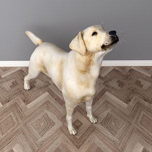 Modern dog Labrador 3d model