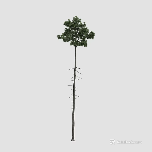 Tall Arbor With Slender Trunk And Dense Green Foliage Canopy 3d model