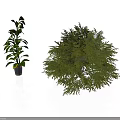 Tall Slender Potted Plant With Large Leaves And Short Bushy Plant With Dense Foliage