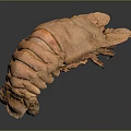 Cooked Orange Lobster With Curved Body And Open Claws Isolated On Gray Background