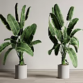 Large Leaf Potted Plants In White Pots For Indoor Living Space With Wooden Floor