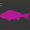 Fish Freshwater Fish Sea Fish Animal Game Animal Cartoon Animal Realistic Animal 3d model