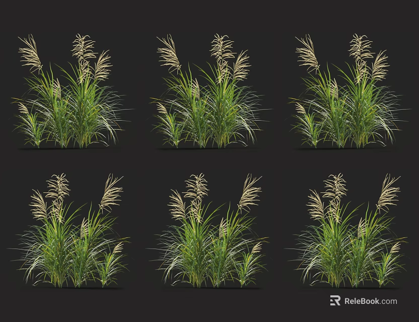 Ornamental Grasses With Green Foliage And Plume Flowers For Garden Landscaping 3d model 