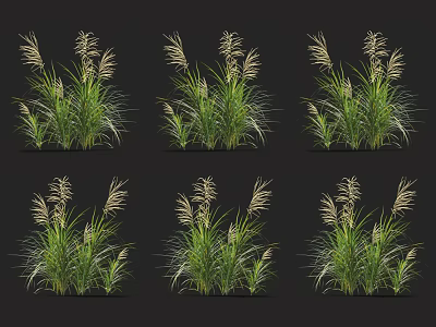 Ornamental Grasses With Green Foliage And Plume Flowers For Garden Landscaping 3d model