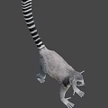 Gray Lemur With Black And White Striped Tail In Standing Posture 3d model