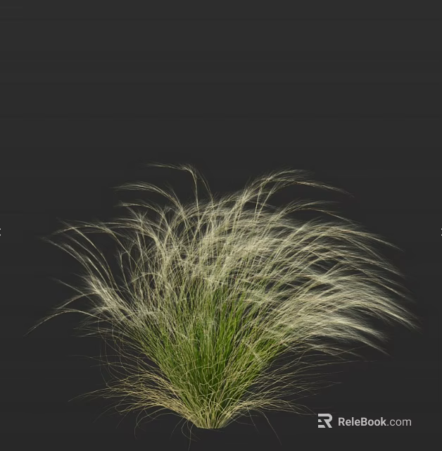 Ornamental Grass With White Feathery Slender Leaves And Fluffy Appearance Against Black Background 3d model 