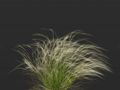 Ornamental Grass With White Feathery Slender Leaves And Fluffy Appearance Against Black Background 3d model