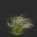 Ornamental Grass With White Feathery Slender Leaves And Fluffy Appearance Against Black Background
