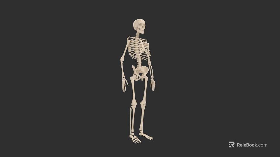 Human Organ System Skeleton Model With Detailed Bone Structure Anatomical 3d model 