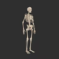 Human Organ System Skeleton Model With Detailed Bone Structure Anatomical