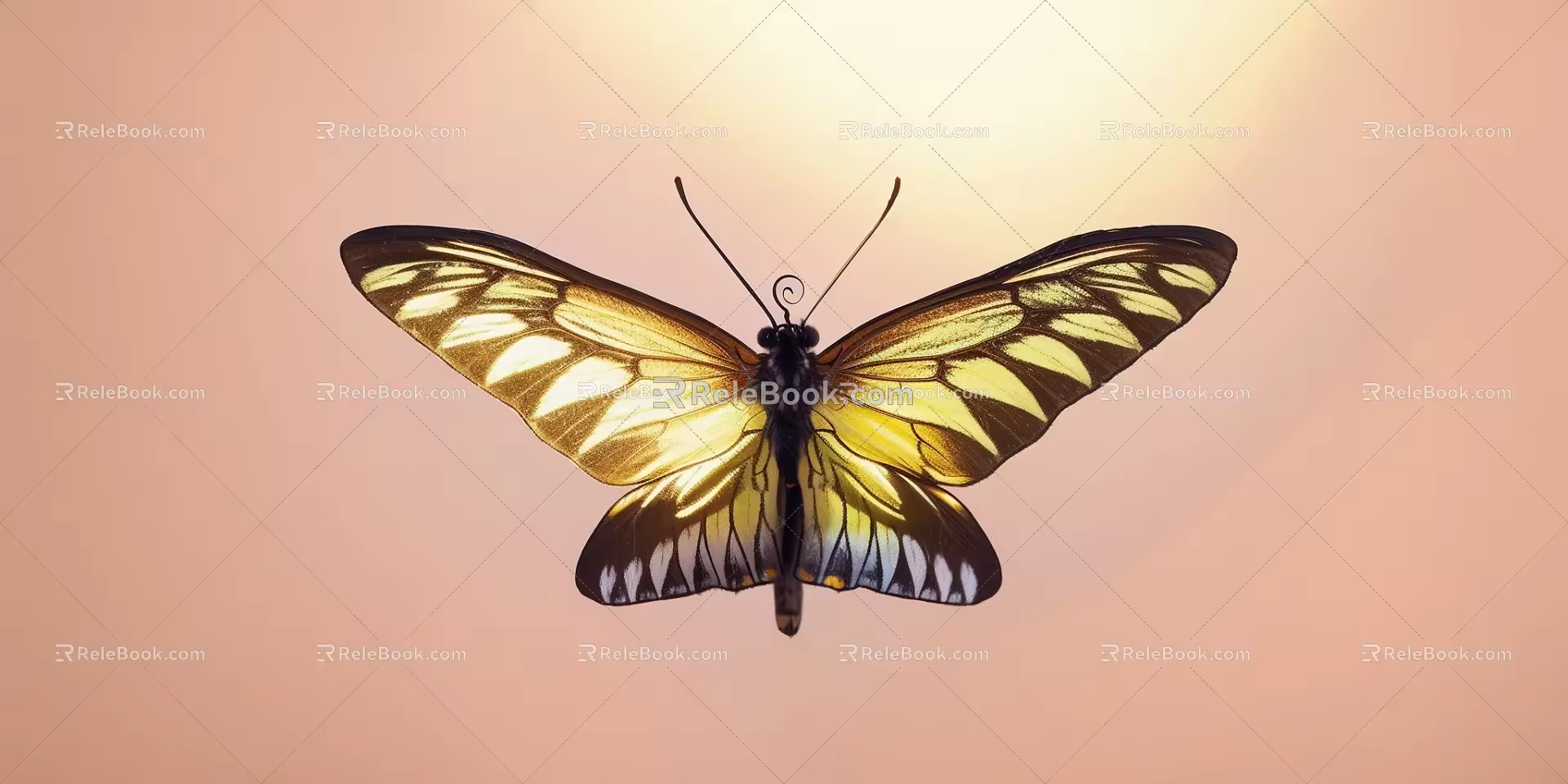 Butterfly 3d model