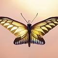 Butterfly 3d model