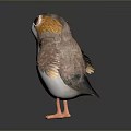 Cute Bird with Big Eyes Orange Head and White Body Standing on Dark Background
