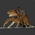 Close Up View Of Brown Crab On White Foam Base With Dark Background