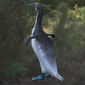 Flying Animal 3D Model Penguin Standing On Grassy Field With Blurred Background