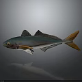 Colorful Fish With Green Blue Body Orange Tail 3D Rendered On Gray Background With Reflection