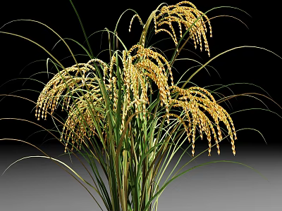 Mature Golden Rice Plant with Plump Grains and Green Leaves 3d model