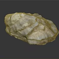 Shell As Biological Organ With Hair Like Layered Texture White Brown