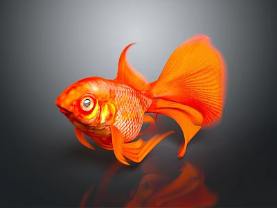 Vibrant Orange Goldfish With Flowing Fins And Tail Showing Reflection In Dark Water 3d model