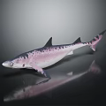 Vibrant Pink Purple Spotted Shark On Dark Surface With Reflection 3d model