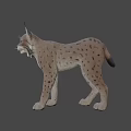 Realistic 3D Model of Lynx With Spotted Fur and Pointed Ears Standing