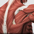 Detailed Human Back Muscle Anatomy Showing Muscular Layers And Fiber Structures