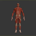Human Limb Muscular System Anatomical Model Showing Detailed Muscle Structure 3d model